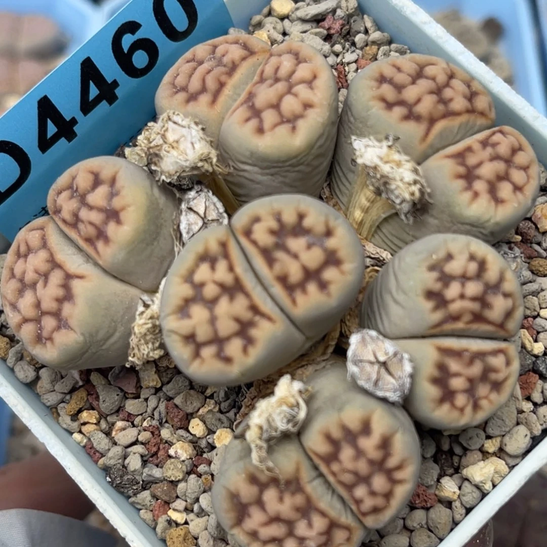 4460六头花纹群一颗