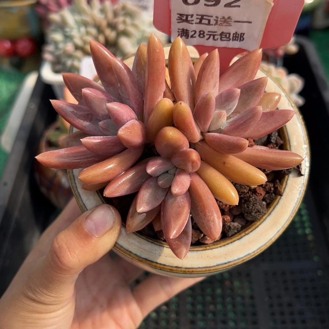 表妹精品多肉植物092.