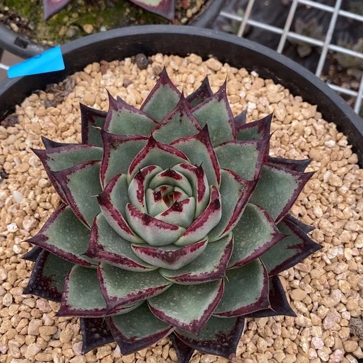 D687- 直播福利 乌木