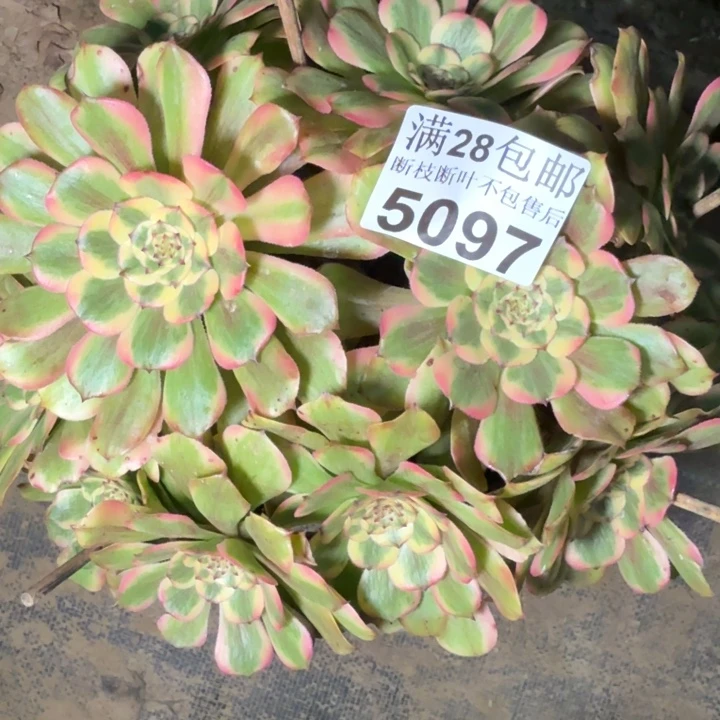 5097佳丽多肉植物