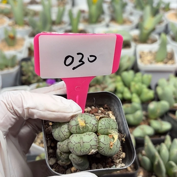 苹果手机是你买回来就