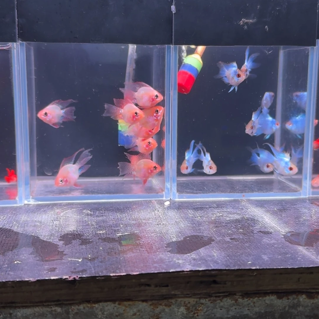 孔雀鱼风***蜓金2蓝3
