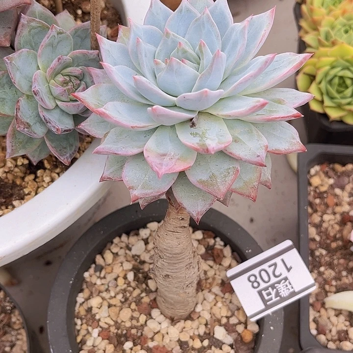 粉蓝鸟1208多肉植物