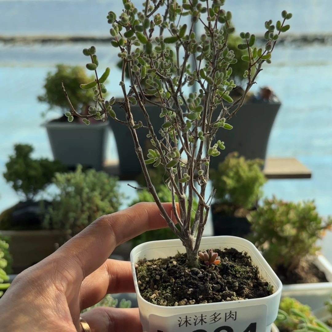 994白虎斑锦枝干哦