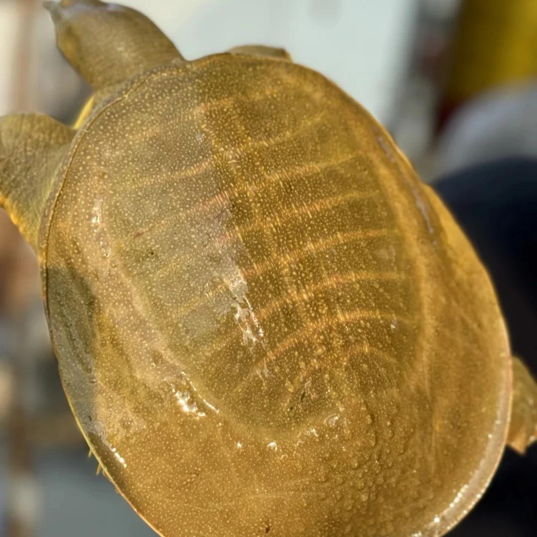 外塘生态甲鱼4只母甲鱼瑕疵到货会有几两损耗