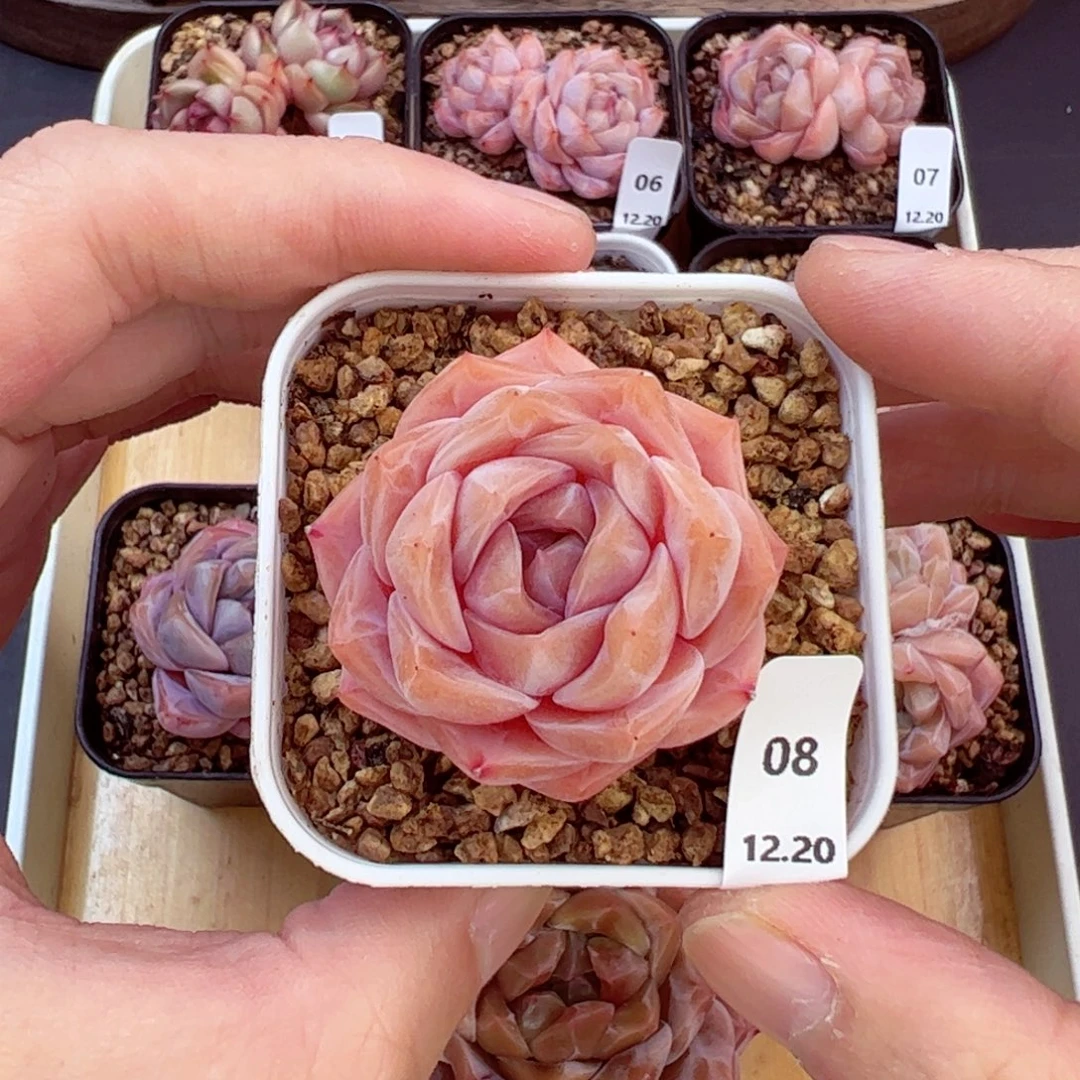 好好看08、哈哈哈哈