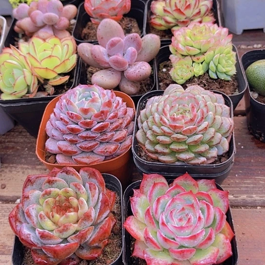 恩宠➕白胖子➕葡萄珍妮➕侧影