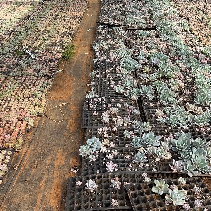 漫***酌二十颗奶盖穴盘苗量拍35亩右四