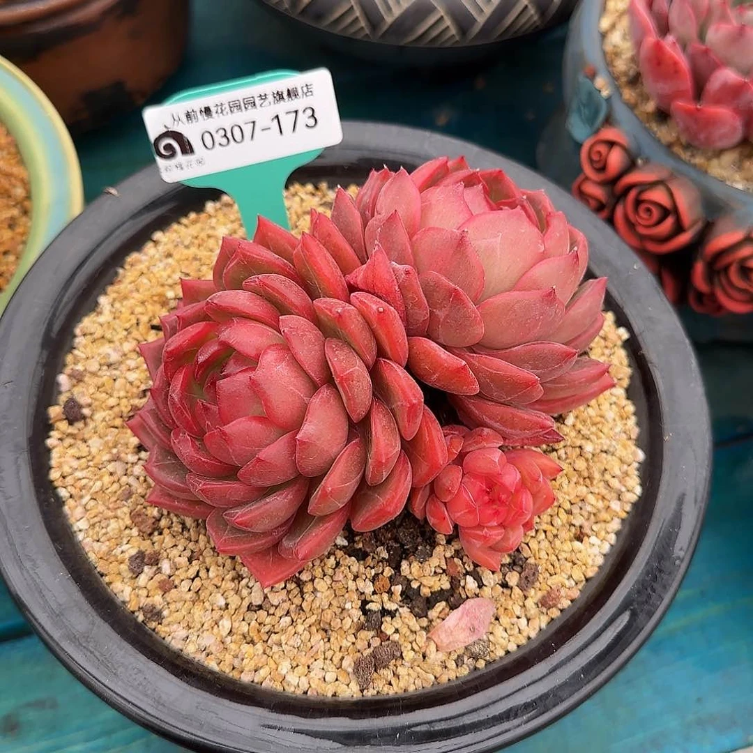 从前慢花园多肉0307-173
