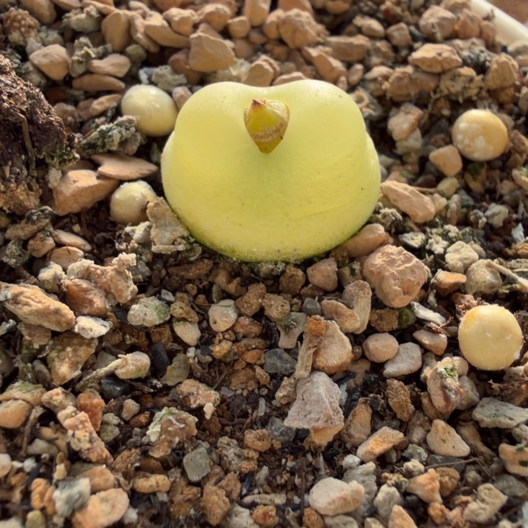 1.7公分母本拉登福利764号