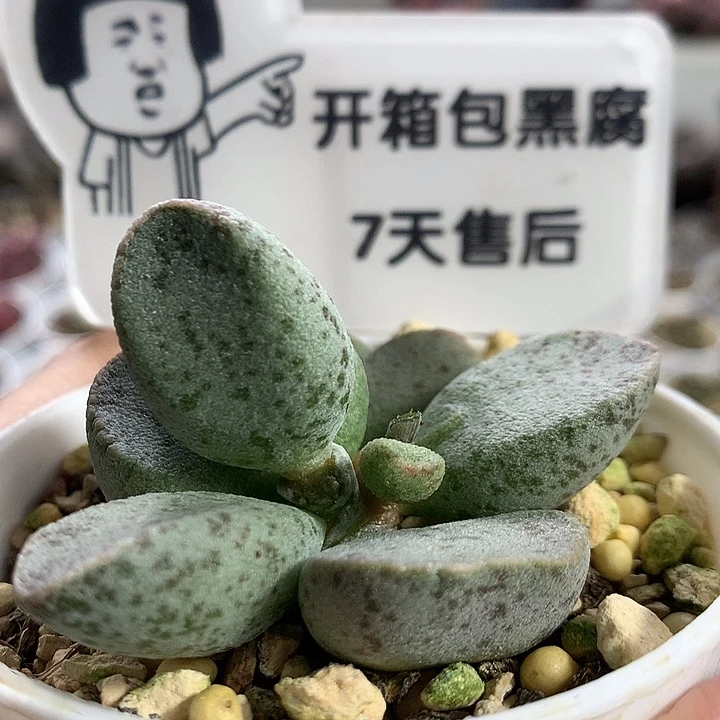 【A7013】精品实生专拍