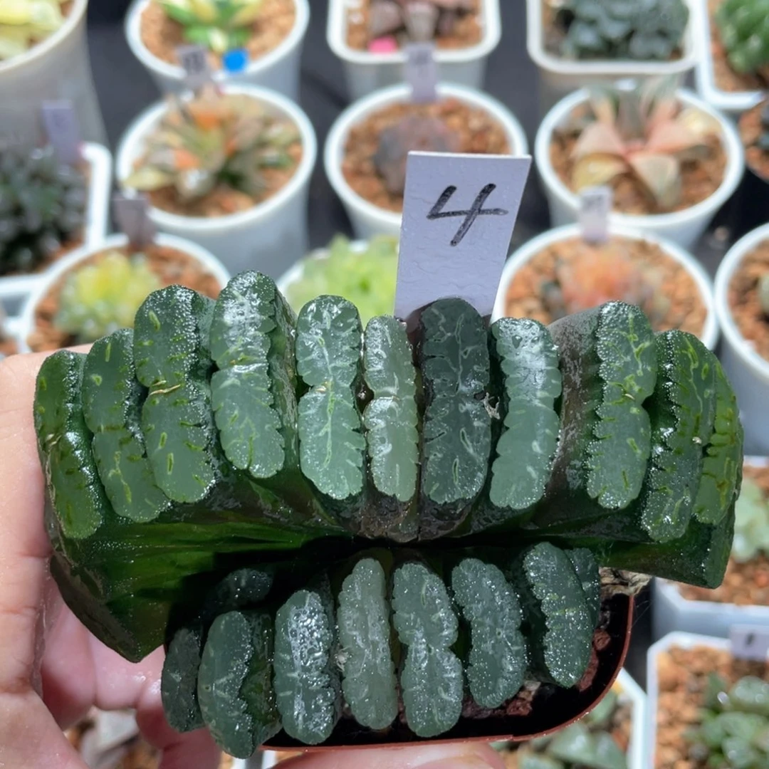 4大久保玉扇母本。
