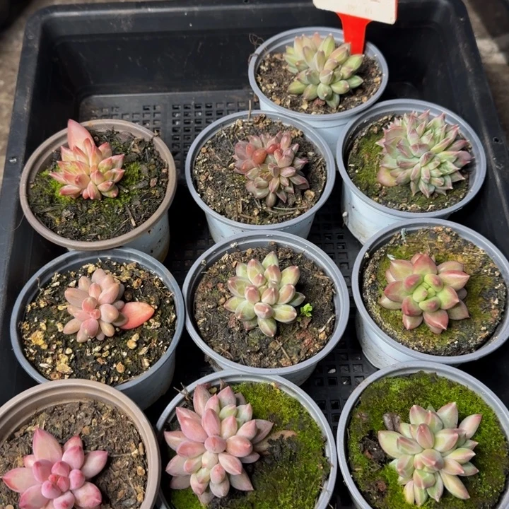 384多肉植物一物一拍