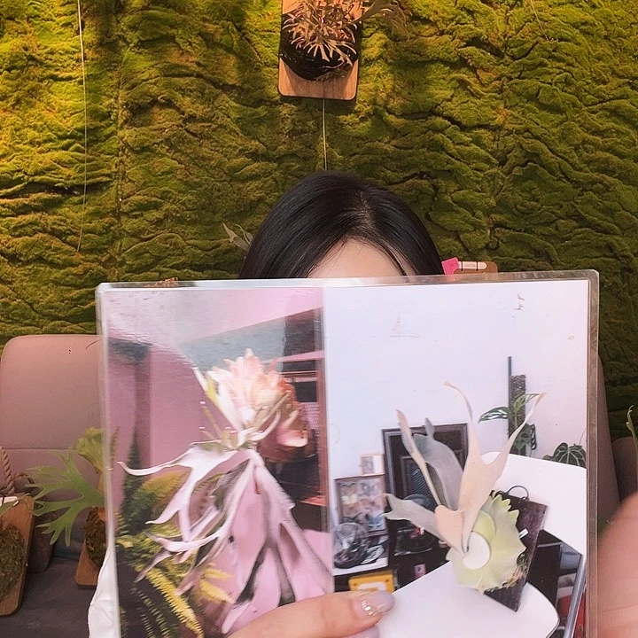 完全开放白色恋人侧芽