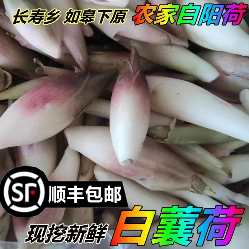 顺丰[关注领券] 如皋白阳荷有花苞 绿阳荷姜 南通如皋 下原蘘荷