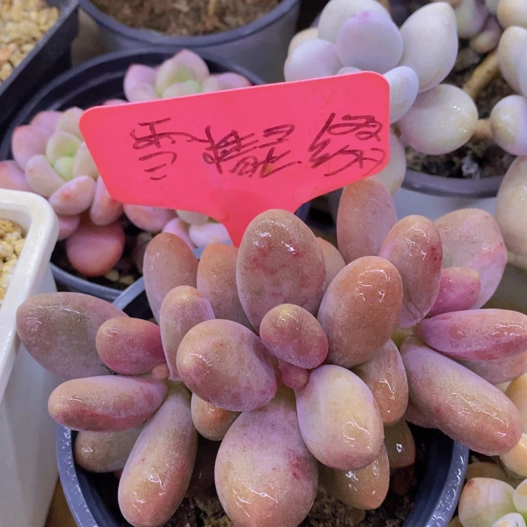 清货场，精品场一物一拍