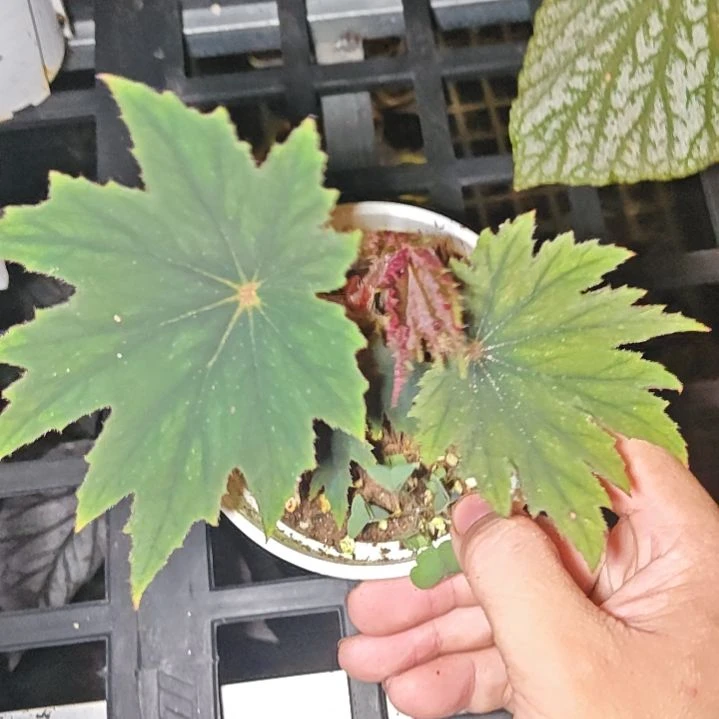 卡梅尔秋海棠一物一拍