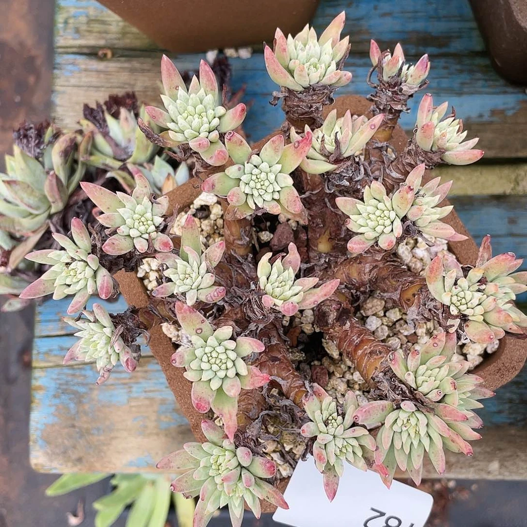 绿菊大群多头182