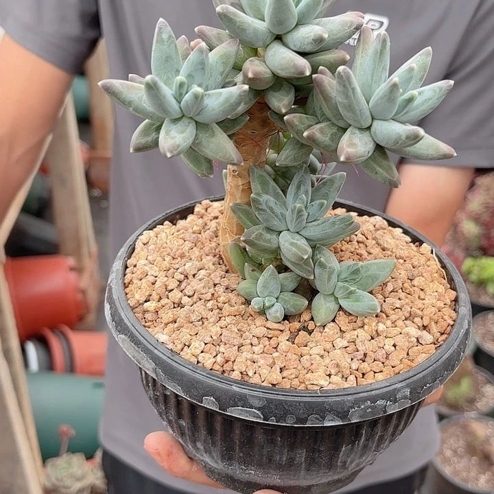 迷*伊卡洛斯美人老桩体验价