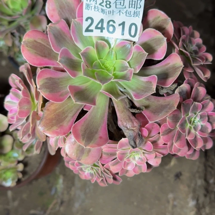 21610南美杜莎不包断枝