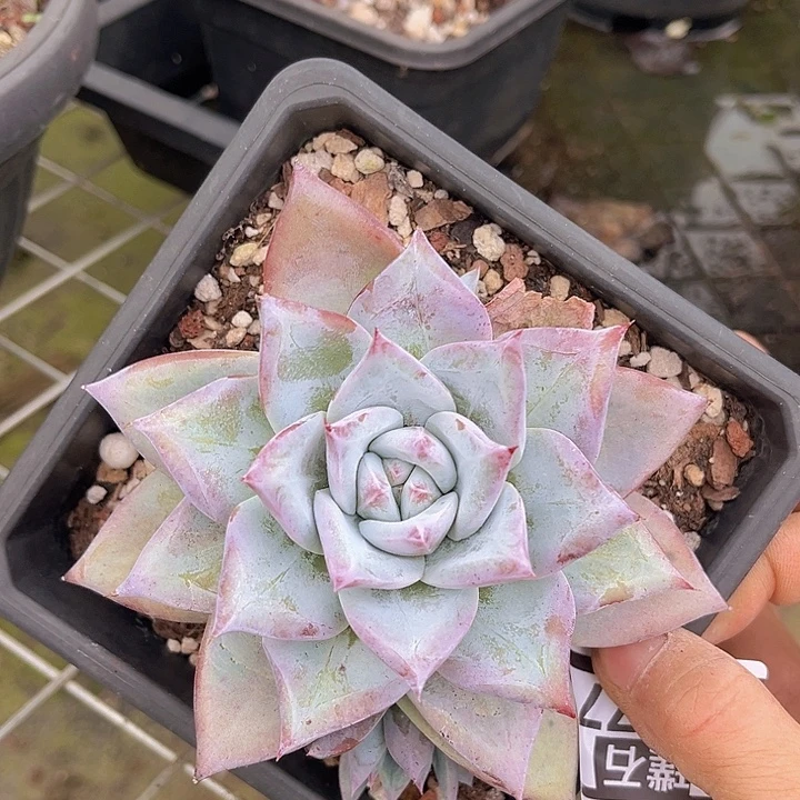 祖母绿27177多肉植物