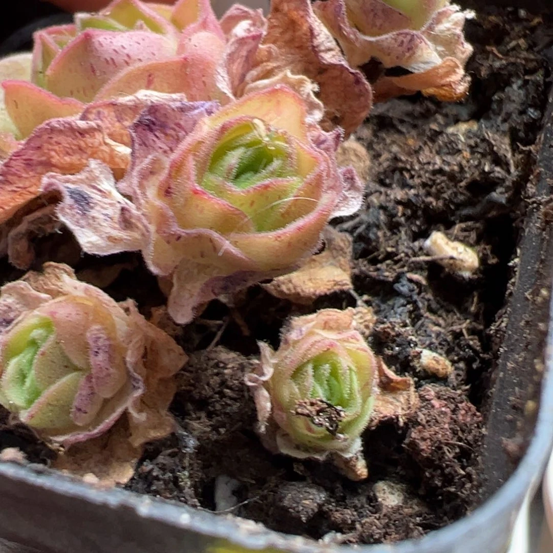 山地玫瑰侧芽寄养44号