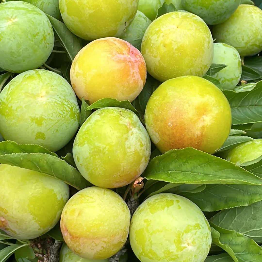 新鲜现摘三月脆李酸脆爽口当季水果孕妇优选广西本地特产