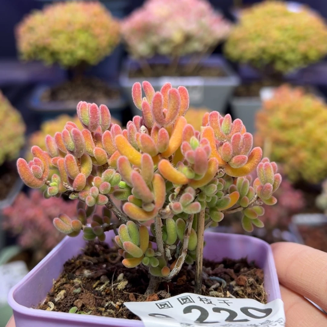 【闪购商品】e220荔枝糯米糍冠幅7.5cm