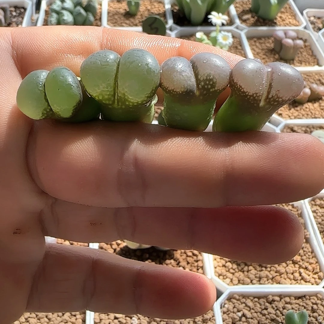 哈哈哈哈好喜欢52107