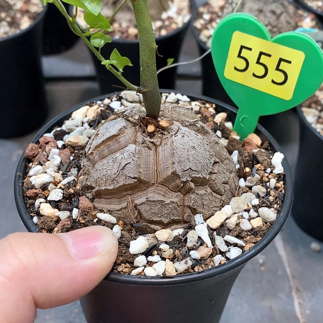 南非龟甲龙龟甲龙