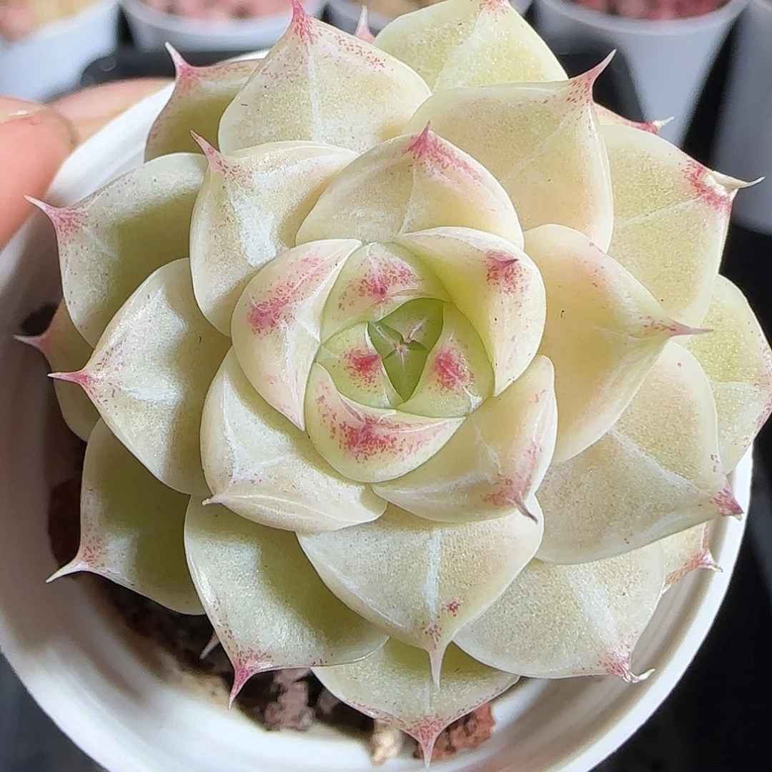 多肉1218-213女王玫瑰