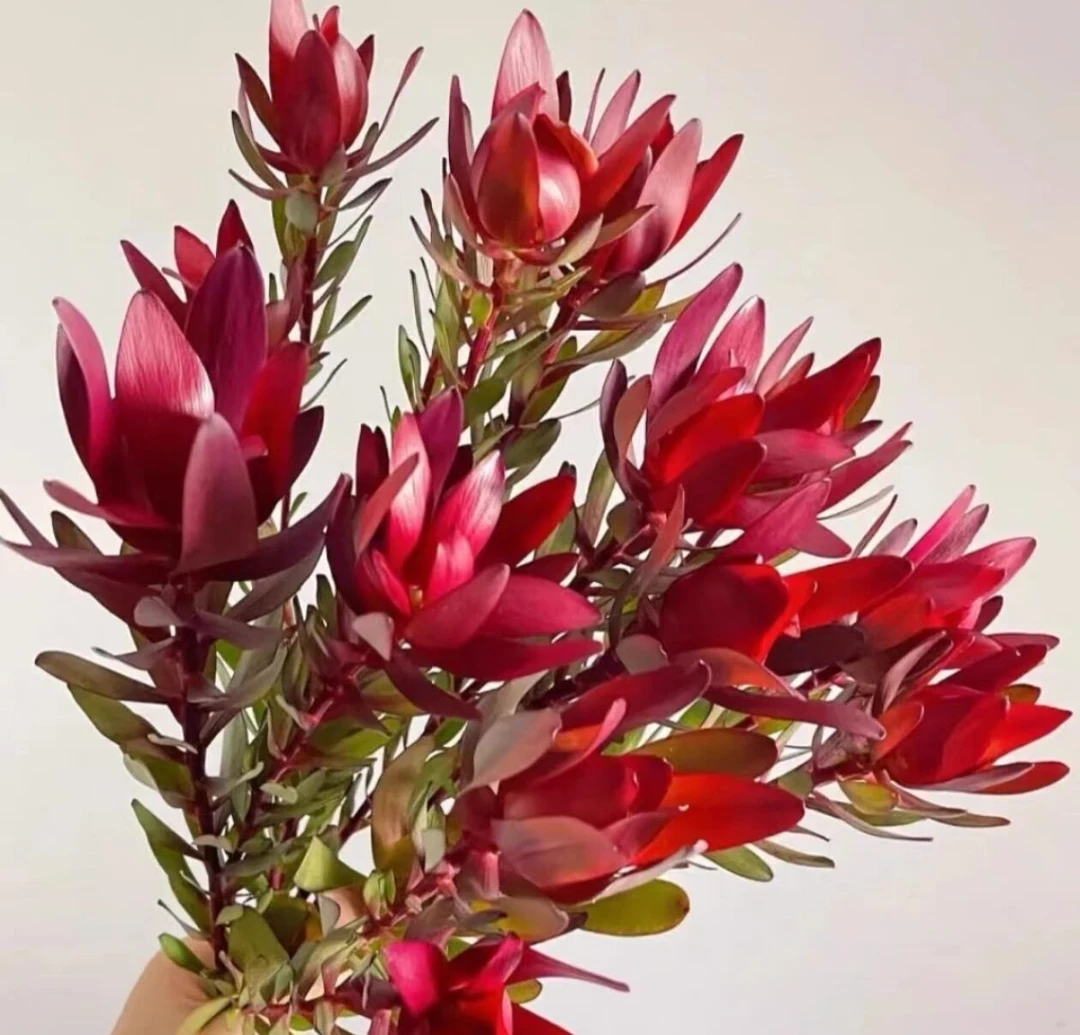 南非进口宽叶木百合+白金羽鲜花可做干花家庭插花基地直发