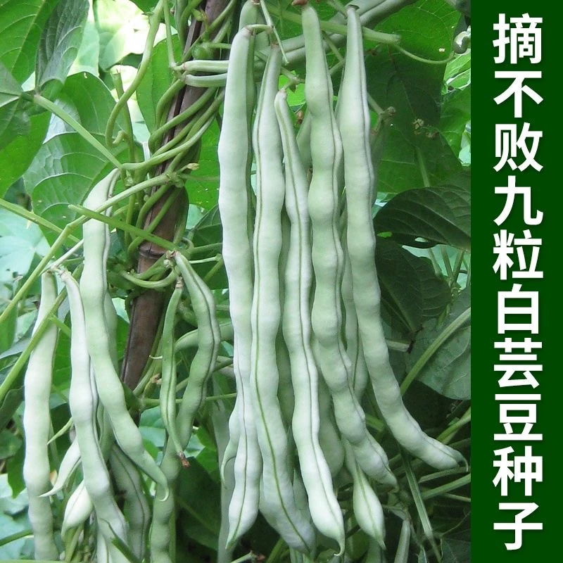 【满5包包邮】九粒白芸豆种子压塌架高产品种豆 蔬菜种子