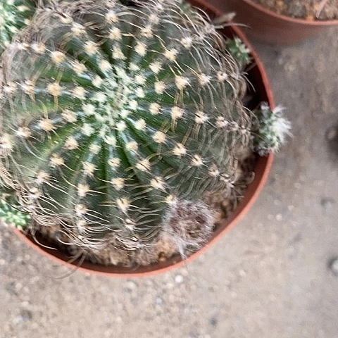 紫昭和丽花2567754