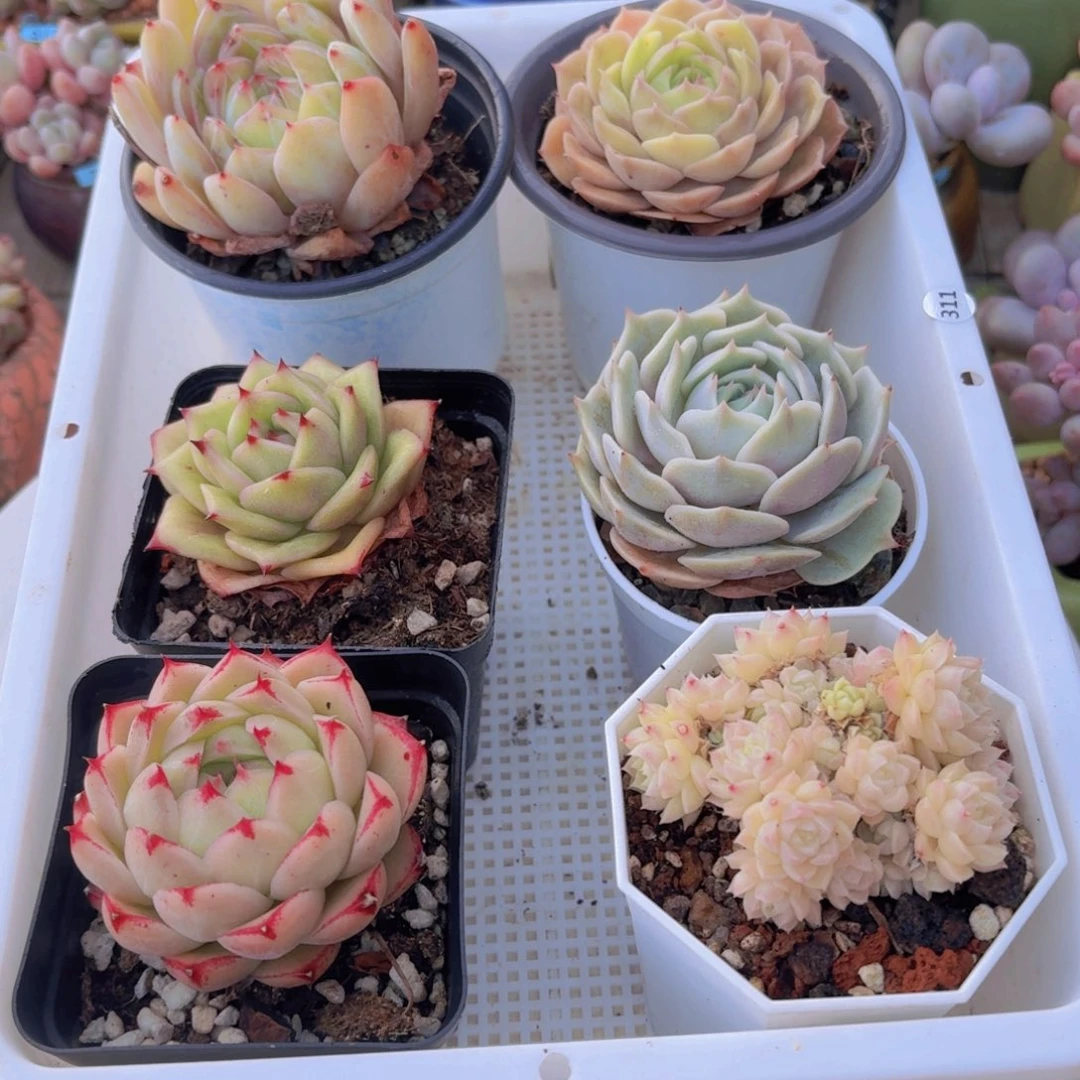 框拍一物一拍编号311