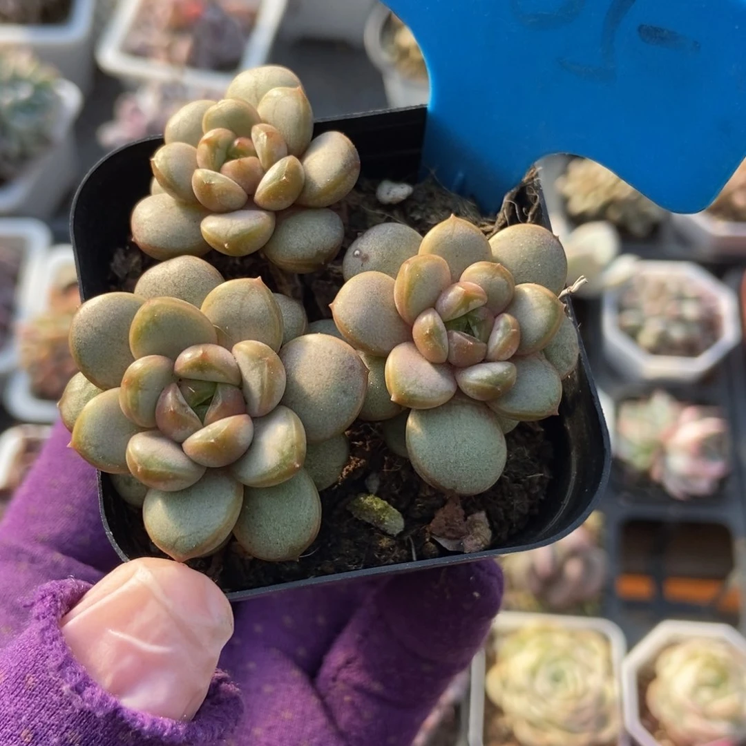 1005葡萄多肉植物保护