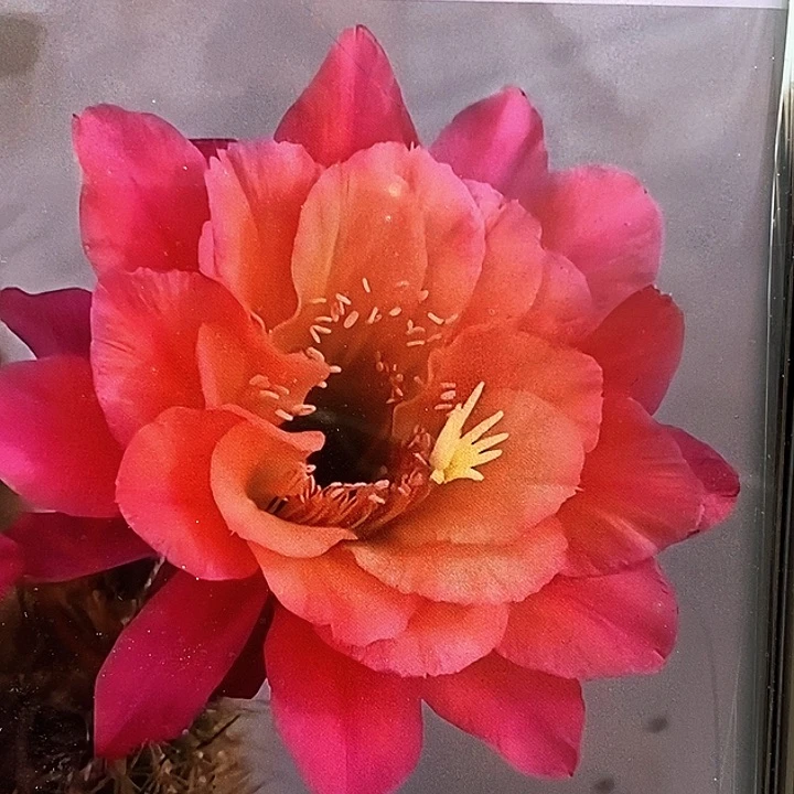 金妞时光 /侧芽歪20包邮/