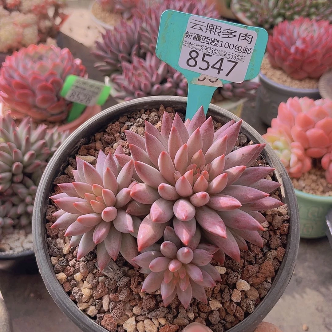 虞***8547虞美人。 多肉植物一物一拍