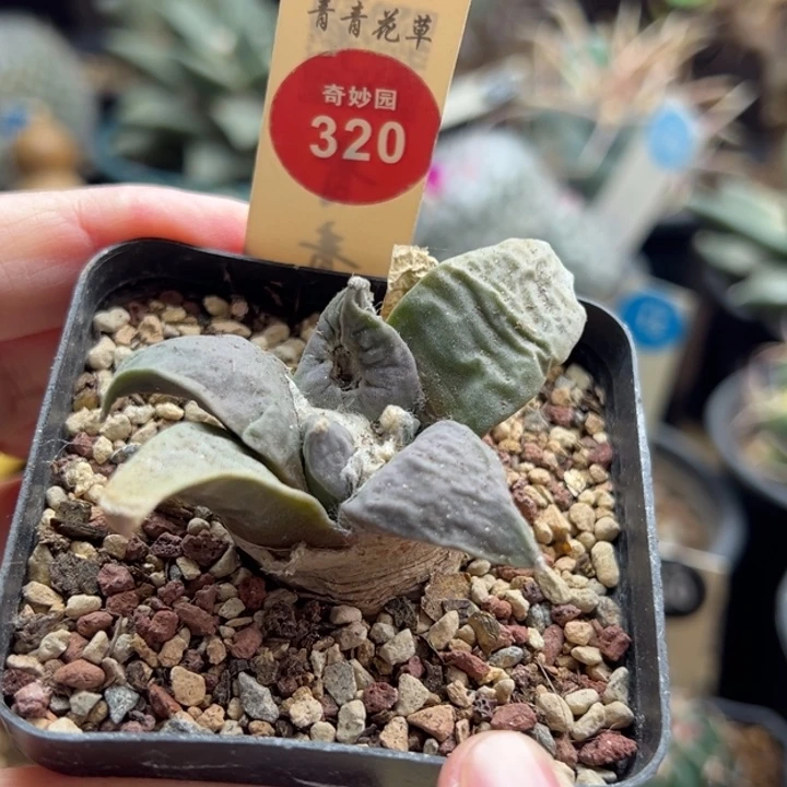 有疤牛舌牡丹一棵