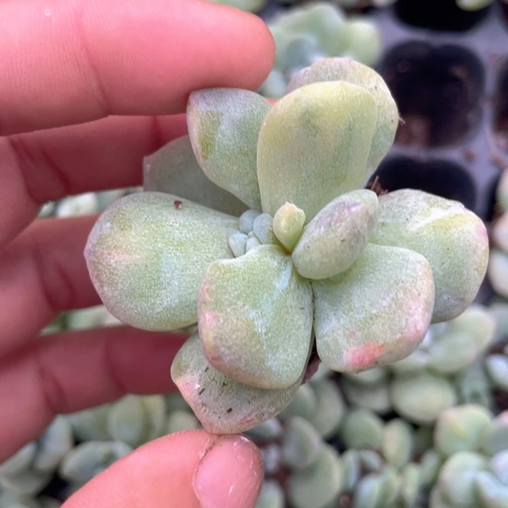 一物一拍满18包邮