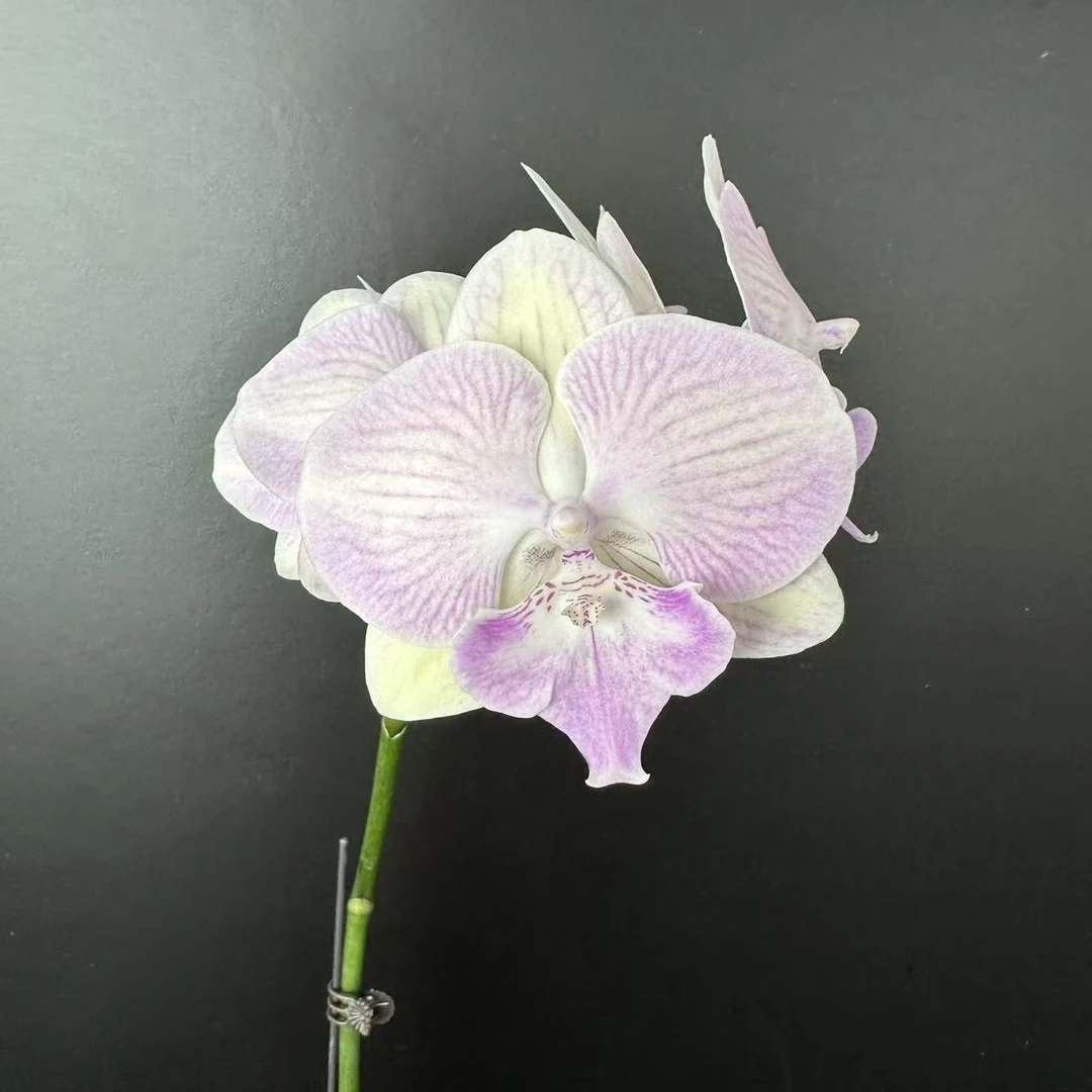 予兰花卉（彩蝶）3.0寸杯全花发货AA