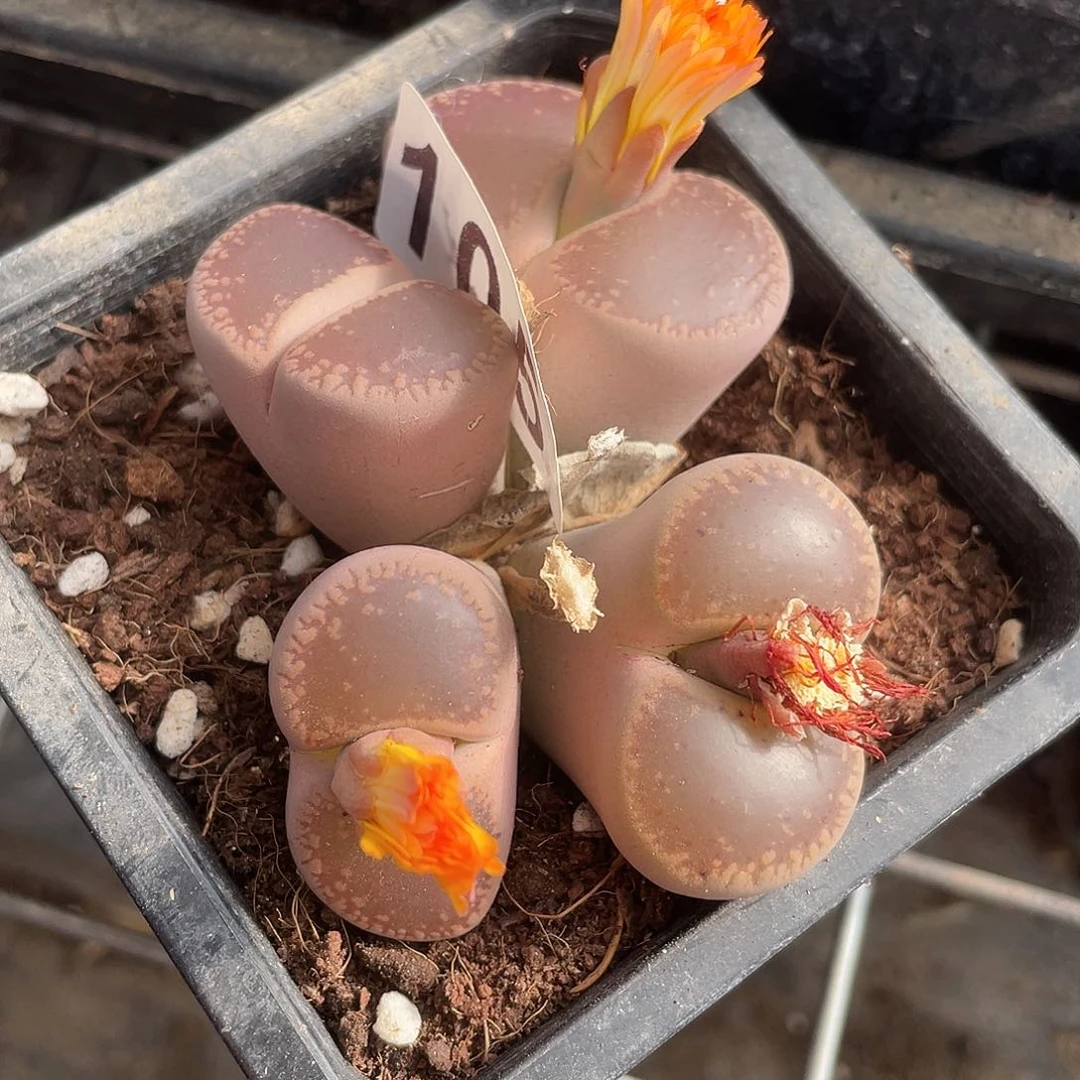 生石花一颗105-……