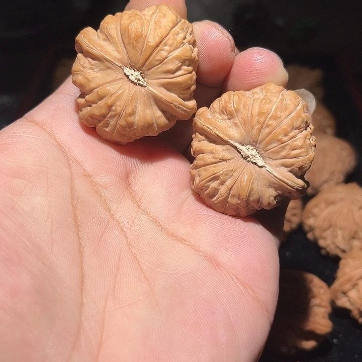 木42全品南瓜敦。