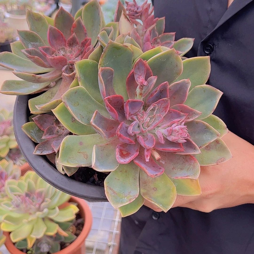 紫气东来 多肉植物