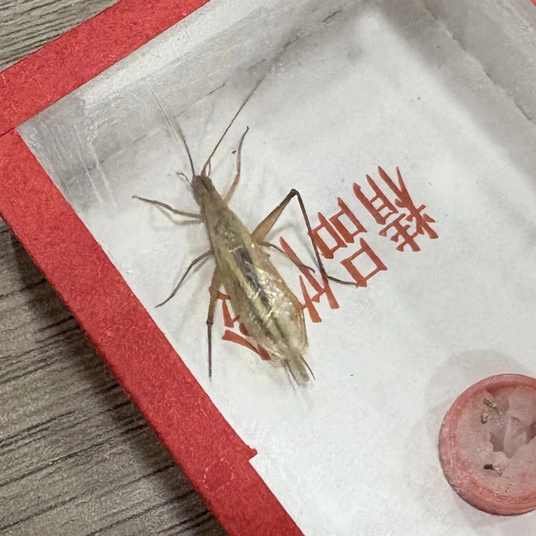 TIGER·红大片竹蛉两只