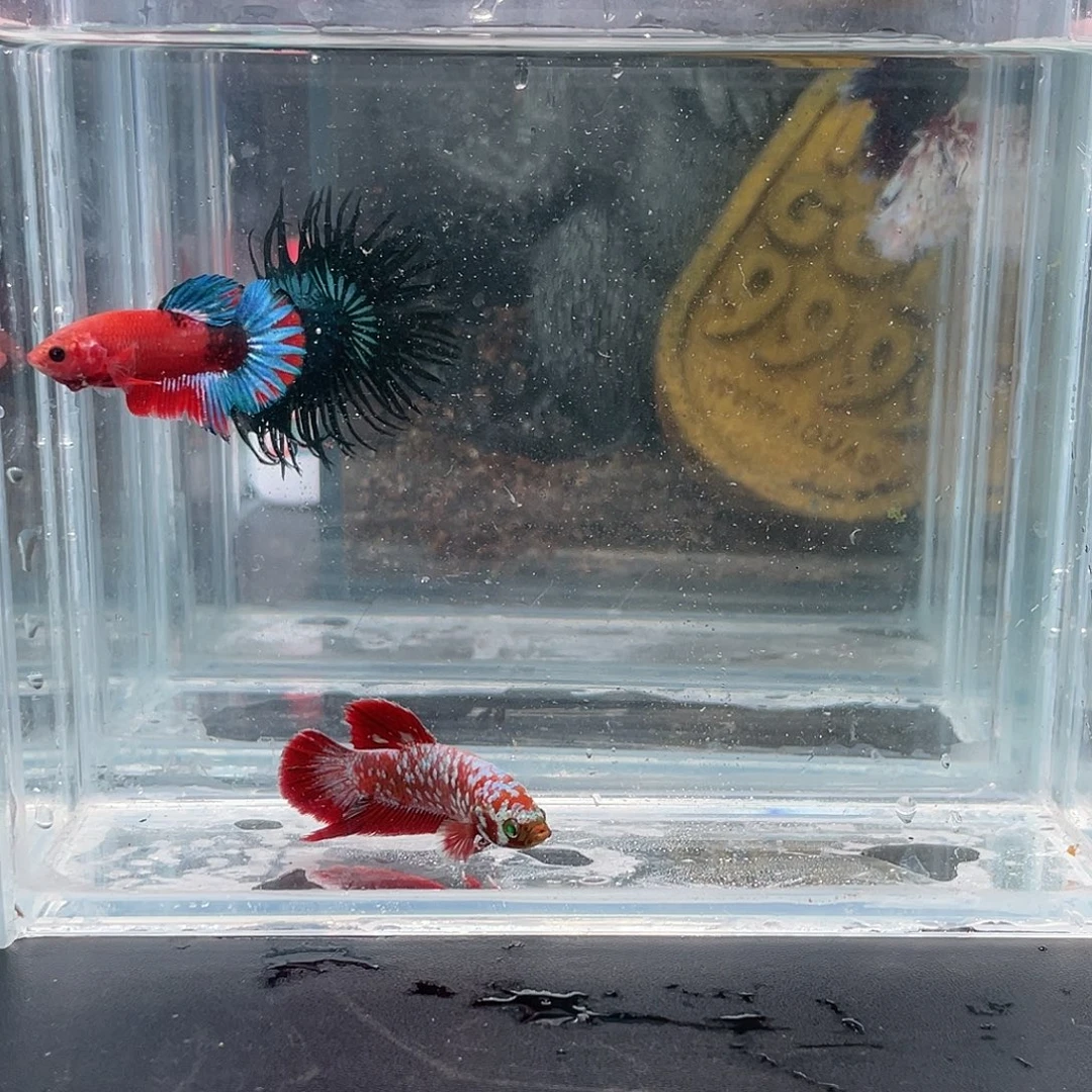 斗鱼24号1220晚双红