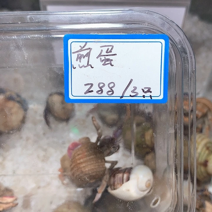 煎蛋专拍奔跑的寄居蟹