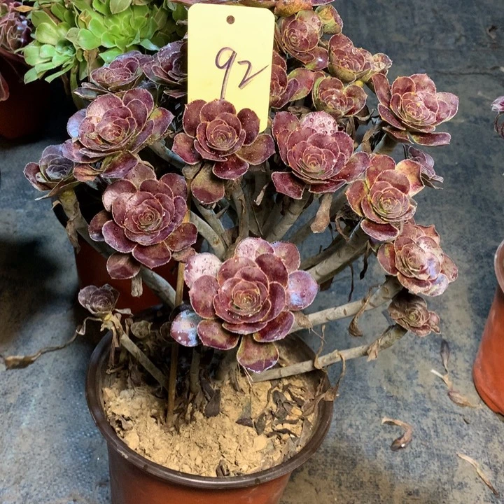 谢*芳92玫瑰圆叶多肉一物一拍