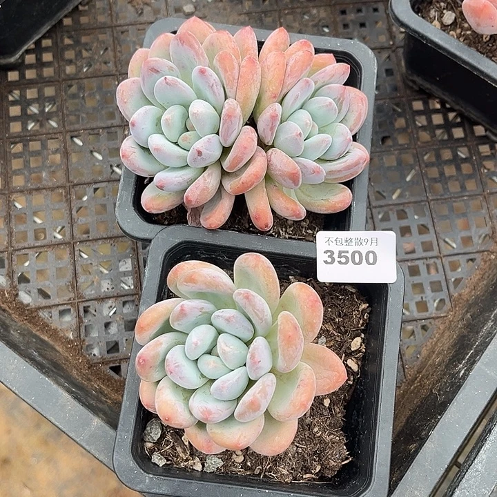 阿雅园艺。         3500香水两颗