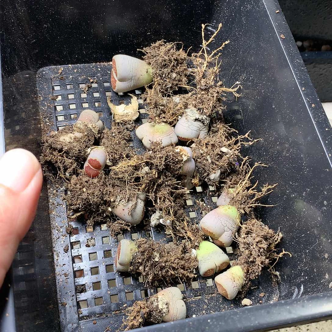 哎****?K327多肉植物保护